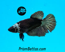 Load image into Gallery viewer, Copper Blacklight Marble Halfmoon Female