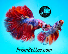 Load image into Gallery viewer, Marble Halfmoon Female Buy 4 Get 1 Free