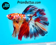 Load image into Gallery viewer, Candy Koi Halfmoon Male