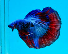 Load image into Gallery viewer, Superman Galaxy Halfmoon Male