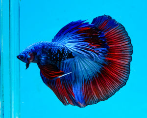 Superman Galaxy Halfmoon Male