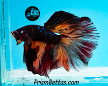 Load image into Gallery viewer, Black Licorice Halfmoon Male