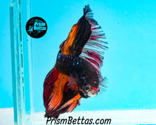 Load image into Gallery viewer, Black Licorice Halfmoon Male