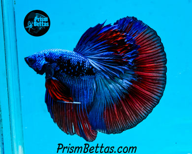 Superman Galaxy Halfmoon Male