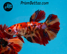 Load image into Gallery viewer, Candy Koi Halfmoon Female