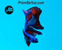 Load image into Gallery viewer, Superman Galaxy Halfmoon Male