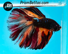 Load image into Gallery viewer, Black Licorice Halfmoon Male