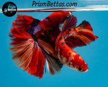 Load image into Gallery viewer, Candy Koi Halfmoon Female