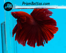 Load image into Gallery viewer, Red Halfmoon Male