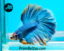 Load image into Gallery viewer, Grizzle Halfmoon Male