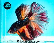 Load image into Gallery viewer, Black Licorice Halfmoon Male