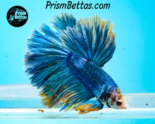 Load image into Gallery viewer, Grizzle Halfmoon Male