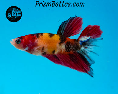 Candy Koi Halfmoon Female