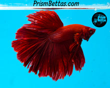 Load image into Gallery viewer, Red Halfmoon Male