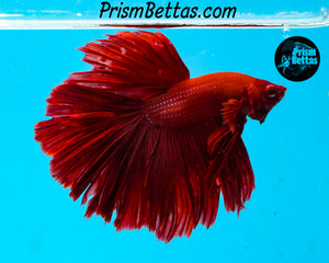 Red Halfmoon Male