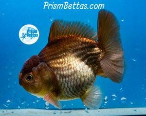 Bronze Godzilla Shogun Oranda Male  (3.5 inches) Imported in Thailand