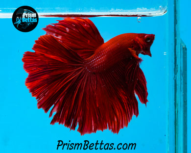 Red Halfmoon Male
