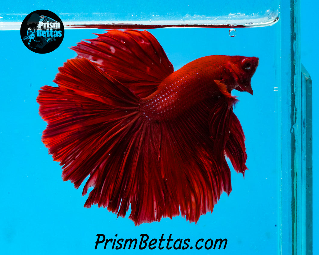 Red Halfmoon Male