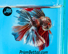 Load image into Gallery viewer, Candy Koi Halfmoon Male
