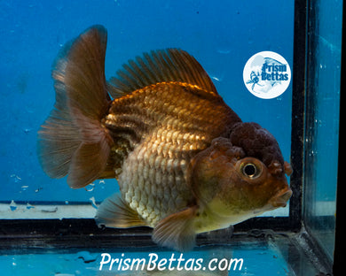 Bronze Godzilla Shogun Oranda Male  (3.5 inches) Imported in Thailand