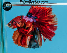 Load image into Gallery viewer, Candy Koi Halfmoon Male