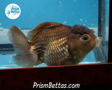 Load image into Gallery viewer, Bronze Godzilla Shogun Oranda Male  (3.5 inches) Imported in Thailand