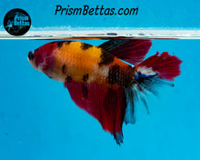 Load image into Gallery viewer, Candy Koi Halfmoon Female