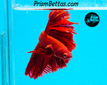 Load image into Gallery viewer, Red Halfmoon Male