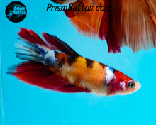 Load image into Gallery viewer, Candy Koi Halfmoon Female