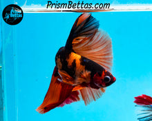 Load image into Gallery viewer, Candy Koi Halfmoon Male