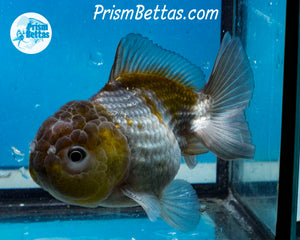 Blue/Bronze Godzilla Shogun Oranda Female  (3 inches) Imported in Thailand