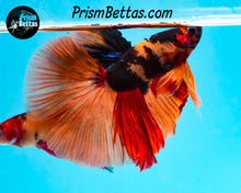 Load image into Gallery viewer, Candy Koi Halfmoon Male