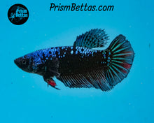 Load image into Gallery viewer, Blacklight Marble Halfmoon Female