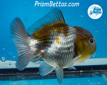 Load image into Gallery viewer, Blue/Bronze Godzilla Shogun Oranda Female  (3 inches) Imported in Thailand