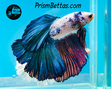 Load image into Gallery viewer, Marble Halfmoon Male