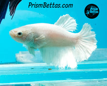 Load image into Gallery viewer, White Halfmoon Female