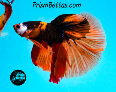 Candy Koi Halfmoon Male