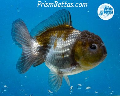 Blue/Bronze Godzilla Shogun Oranda Female  (3 inches) Imported in Thailand