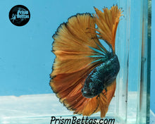 Load image into Gallery viewer, Mustard Gas Halfmoon Male