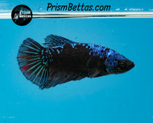 Load image into Gallery viewer, Blacklight Marble Halfmoon Female
