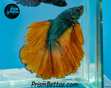 Load image into Gallery viewer, Mustard Gas Halfmoon Male