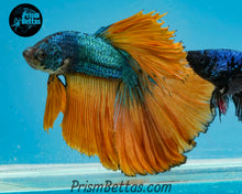 Load image into Gallery viewer, Mustard Gas Halfmoon Male