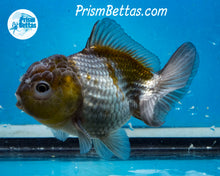 Load image into Gallery viewer, Blue/Bronze Godzilla Shogun Oranda Female  (3 inches) Imported in Thailand