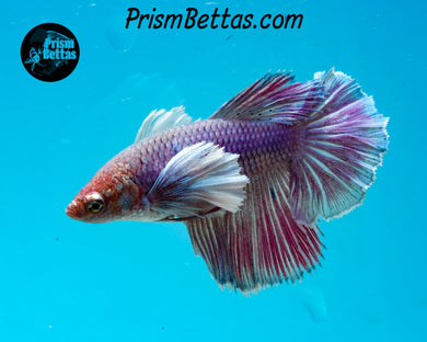 Purple Dumbo Halfmoon Female