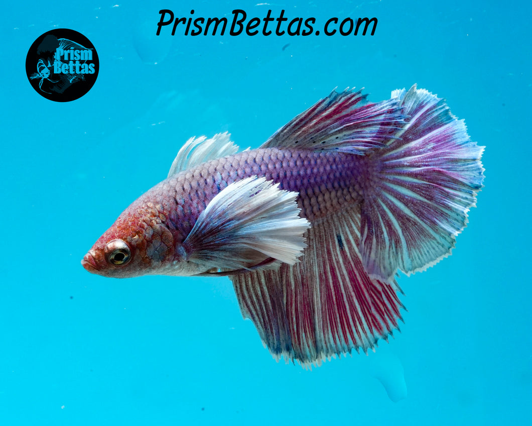 Purple Dumbo Halfmoon Female