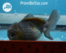 Load image into Gallery viewer, Blue/Bronze Godzilla Shogun Oranda Female  (3 inches) Imported in Thailand