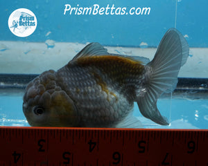 Blue/Bronze Godzilla Shogun Oranda Female  (3 inches) Imported in Thailand