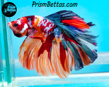 Load image into Gallery viewer, Rainbow Marble Halfmoon Male