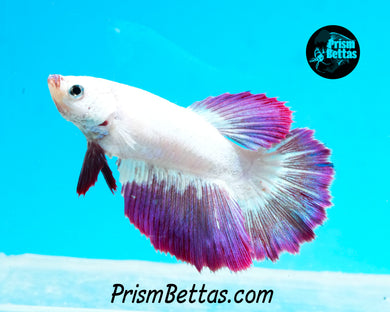 Purple Rim Halfmoon Female