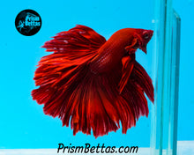 Load image into Gallery viewer, Red Halfmoon Male